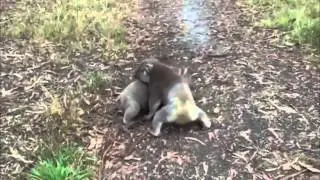 Драка (Борьба) Коал