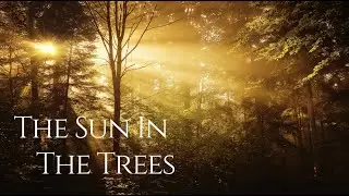 Dan Caine - The Sun In The Trees
