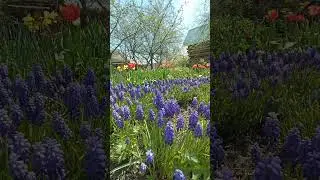 Мускарі (Гадюча цибуля або мишачий гіацинт)