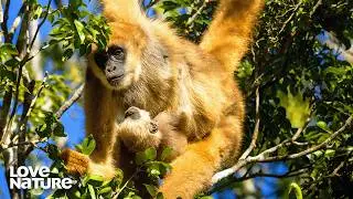 Baby Monkey Finds Her Place Among Peers | New Kids In The Wild 203