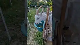 Ziegen 🐐 melken 🥛 am Abend 1 von 2 #hoftiergarten #Ziegenmilch #selbstversorger