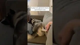 Huskyler müthiş tatlı değil mi (: