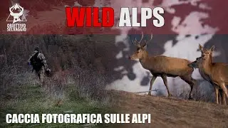 FOTOGRAFIA NATURALISTICA SULLE ALPI - Fotografare cervi, volpe e aquila