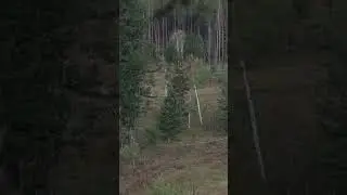Collared wolf interrupts Montana deer hunt
