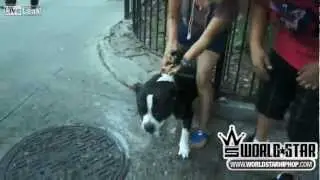 Pit Bull attacking poor little dog on the street
