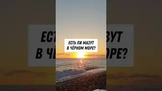 Актуальная инфа про мазут в Чёрном море в районе Сочи, 27.01.2025.