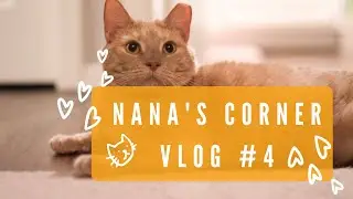 A Day in My Life | NANA's Corner VLOG | アメリカの生活 (Chinese Markets | Mckinney | Windsor Promarkers)