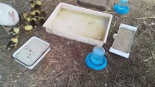 Как подсаживали утят к утке