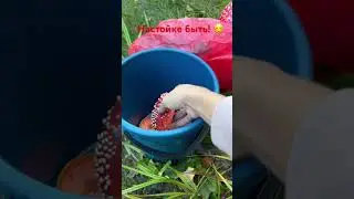 Лесной красный мухомор 🍄