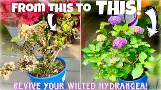 REVIVE a WILTED HYDRANGEA using a garbage bag! with updates 👍🌺🌸🌼