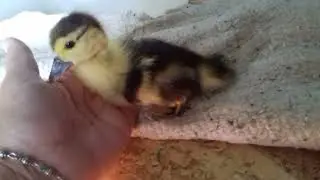 Утенок Чапа и все, все, все.....