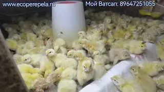 Оплод перепелиных яиц 90%, ВЫЛУПЛЕНИЕ СУПЕР!!! Инкубационные яйца ОГОНЬ👍👍👍