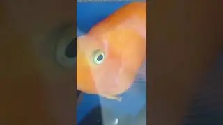 Рыба говорит 