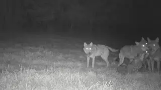 Fotopasca- Poloniny, vyjúca vlčia svorka (wolf pack from Slovakia,Волк,canis lupus)
