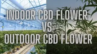 Indoor vs Outdoor CBD Flower | Bammmer