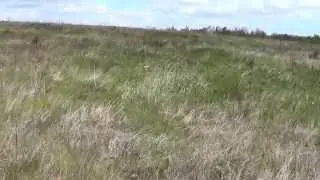 quail hunt, birds nests eggs. episode 15, PT1.