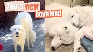 Our Great Pyrenees and her Samoyed Friend - Part I #greatpyrenees #samoyed #funnydogvideos #cutedog