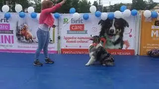 Happy Dogs Day в Догги 24 июня 2018