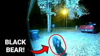 Black Bear STANDS UP!