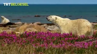 Kutup ayısının sıcak havayla mücadelesi 🐻‍❄️