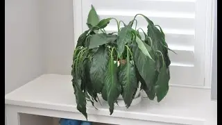 My spathiphyllum has dropped its leaves after being repotted: what should I do if the flower has ...