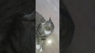 барсик котик