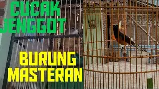 cucak jenggot burung masteran untuk murai