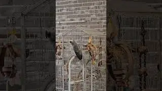 Жако Бендер воспитывает собаку 2.