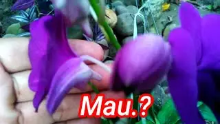 So that Orchids Grow Fertile and Flower Quickly