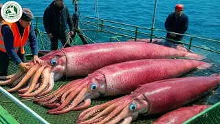 Millions of Jumbo Squid Caught by Fishermen – Inside the Modern Seafood Processing Line
