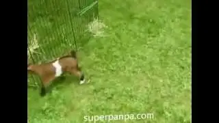 Hiperaktif Keçi :)