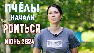 ЗАМЕНА МАТОК 2024, ПОЛОВИНА ПАСЕКИ РОИТСЯ! МЫ СНОВА ОПОЗДАЛИ...