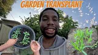 Garden Transplanting Seedlings That Works! Sweet Corn, Cucumber, Sorrel, Taro, Pigeon Peas