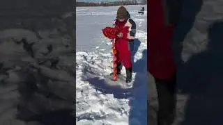 Бурит лед даже подросток!