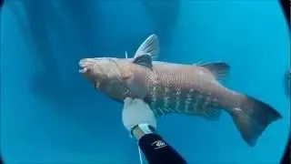 Brazil SpearFishing 5