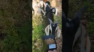 Bucket Training Goats