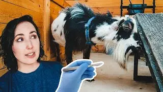 We had to castrate our BEAUTIFUL goat! (buck wethering)
