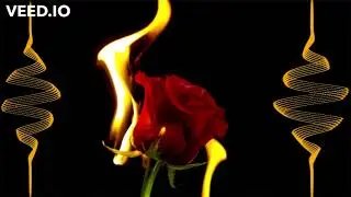 (No AU) Rose Into The Fire (My Take)