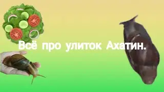 Всё про моих улиток.