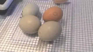 THE CHICKENS ARE HATCHING!