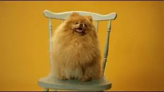 Dog funny video ||cute dog videos ||#dog