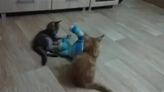 Maine Coon kitten and toy cat