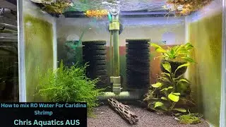How To Mix RO Water For Caridina Shrimp