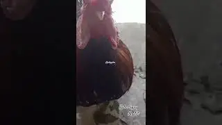 #short