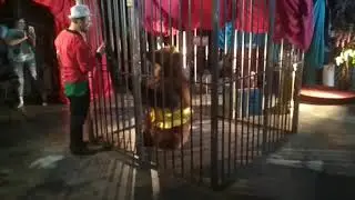 разборный вольер из секций и медведь.