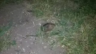 A gopher has eyes