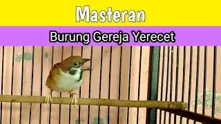 burung gereja