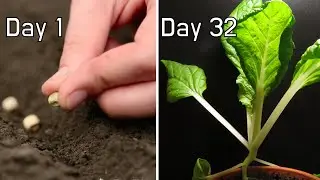 Growing Bok Choy from seeds  32-Day Timelapse