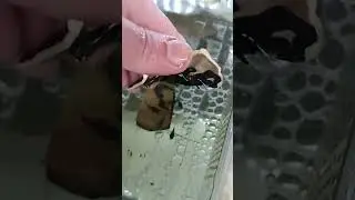 Peckoltia Compta L134