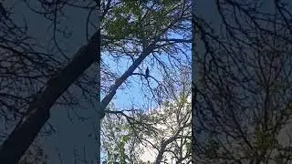 The Crow Says Good Morning Everyone!!! CAW #crow #caw #tree #goodmorning #bird #nature #blackbird